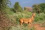 Nos conseils pour un safari en Afrique